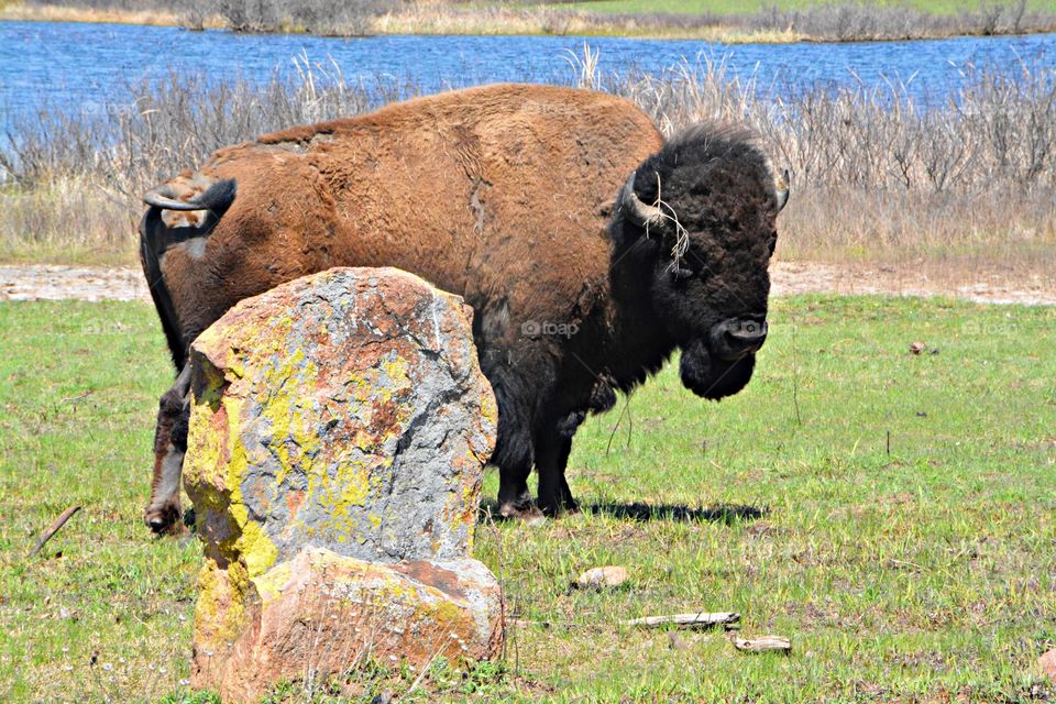 Pets and wild animals - A huge buffalo grazes on the prairie- A buffalo is a wild animal like a large cow with horns that curve upwards