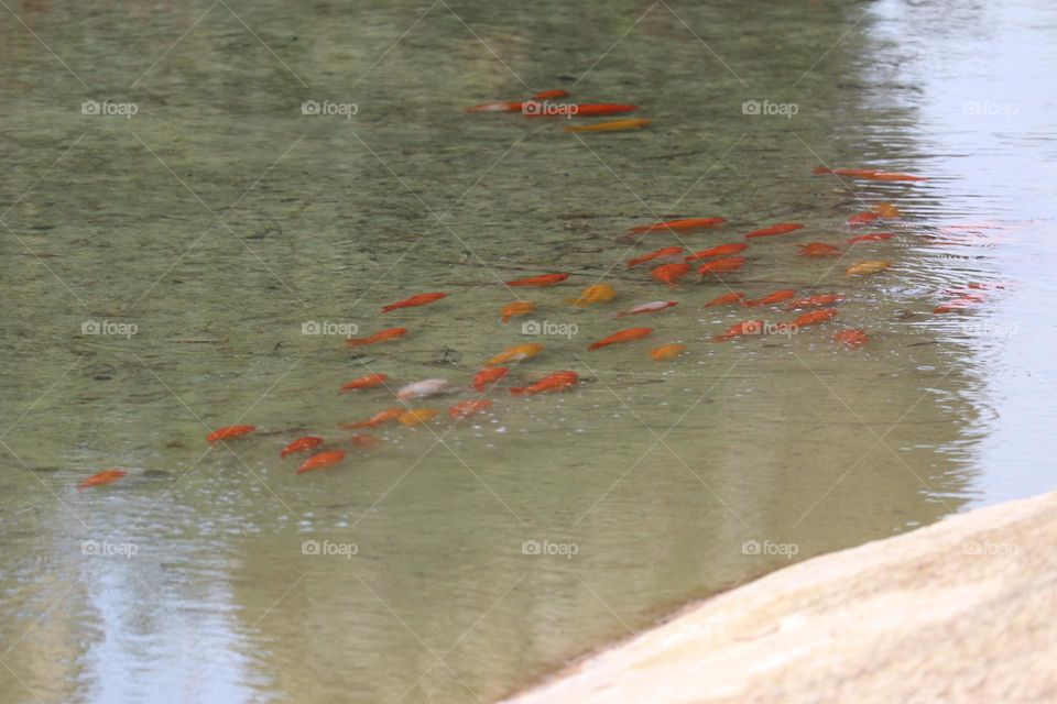 Goldfish in the river Tara in the city of Valencia