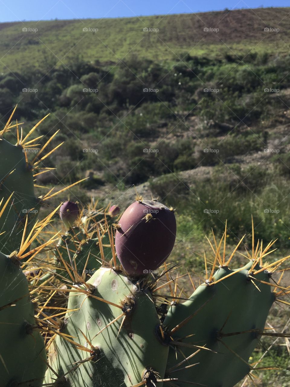 Prickly pear and landscaping 