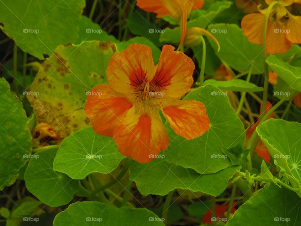 This stunning orange flower backed up by vibrant green leaves. Taken in San Francisco by the Golden Gate Bridge.