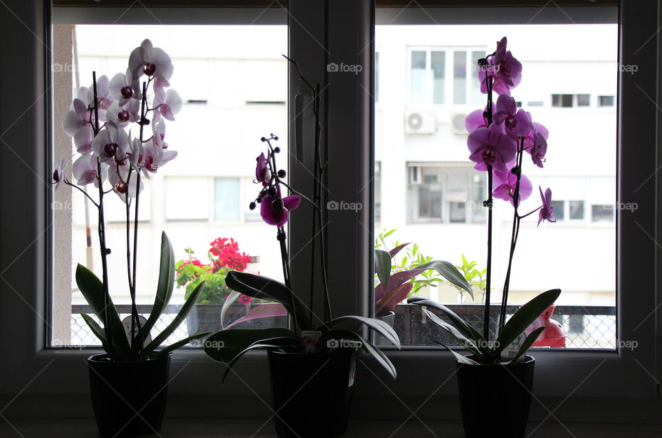 Window and orchids