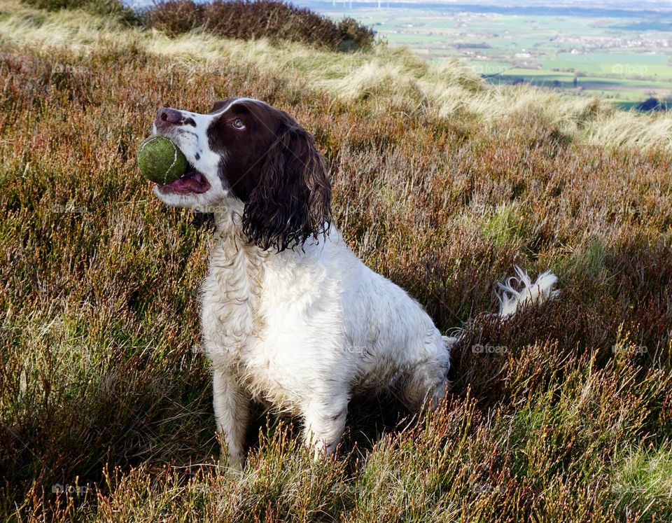 Dog holding ball in mouth