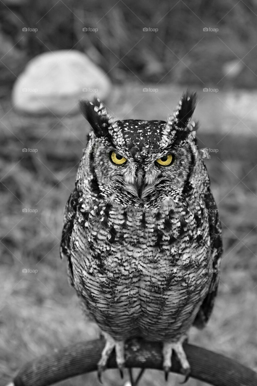 African spotted eagle owl