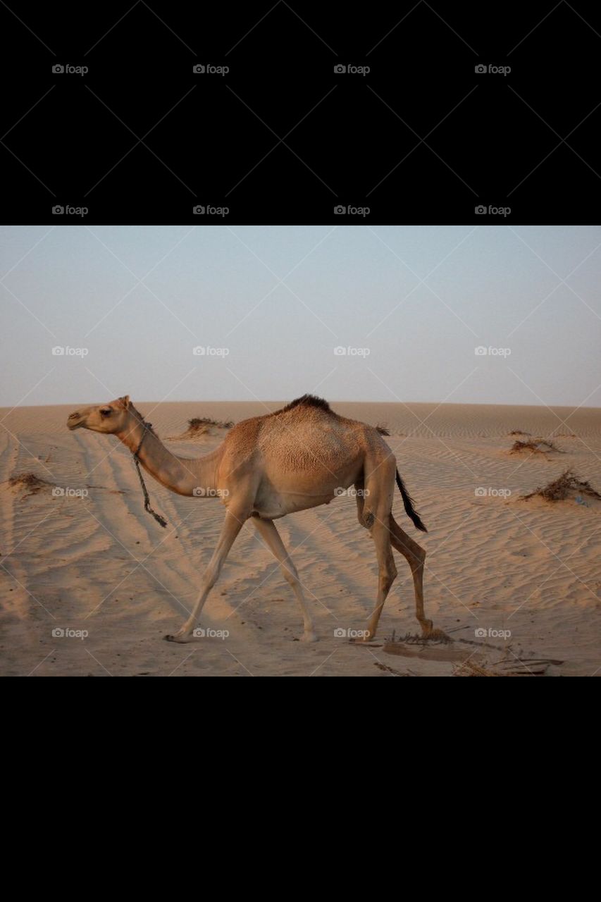 Camel, Dubai 