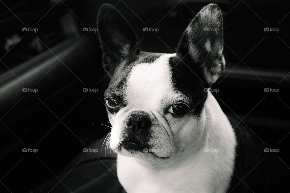 Black & white photo of my little 8 1/2 year old Boston Terrier April. She is waiting not too patiently for promised liver treats for sitting still for this portrait.  