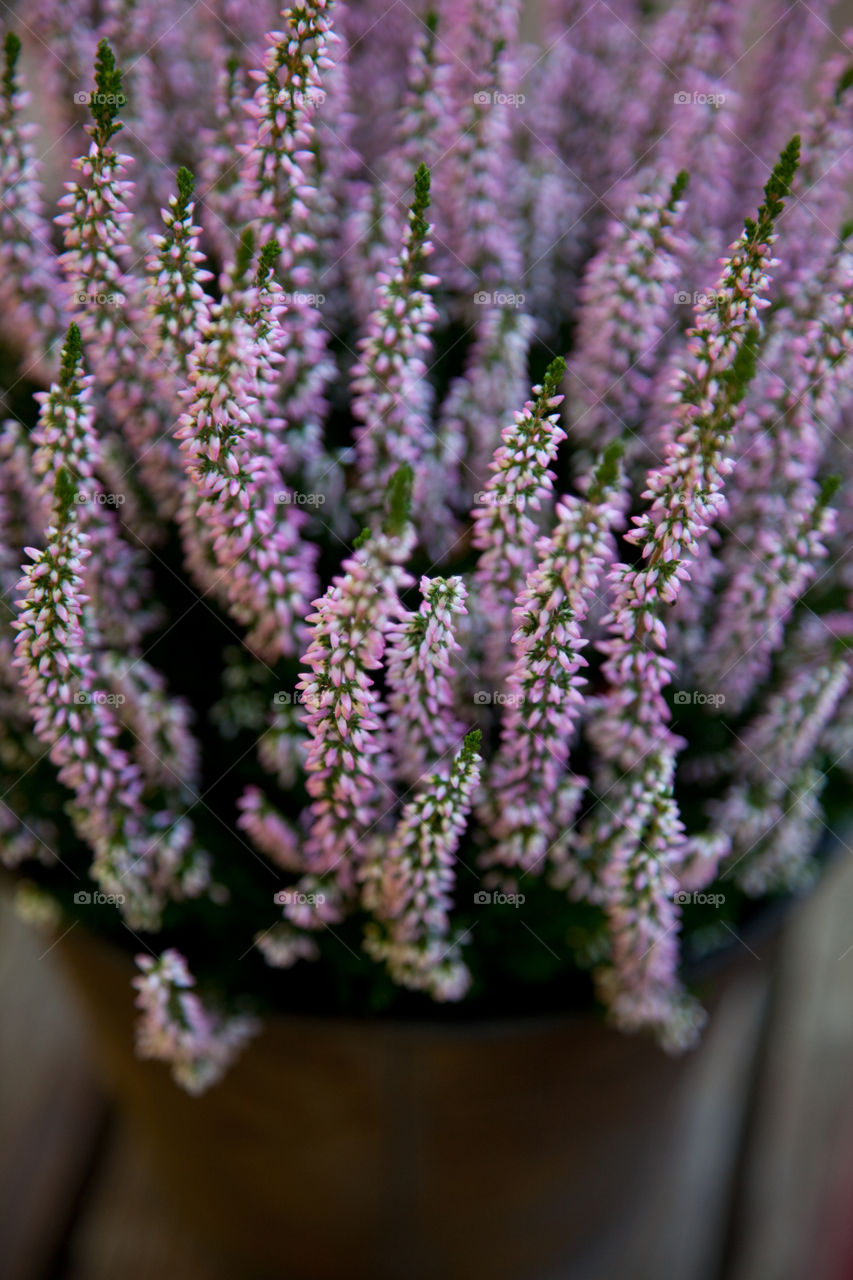 High angle view of heather flowers