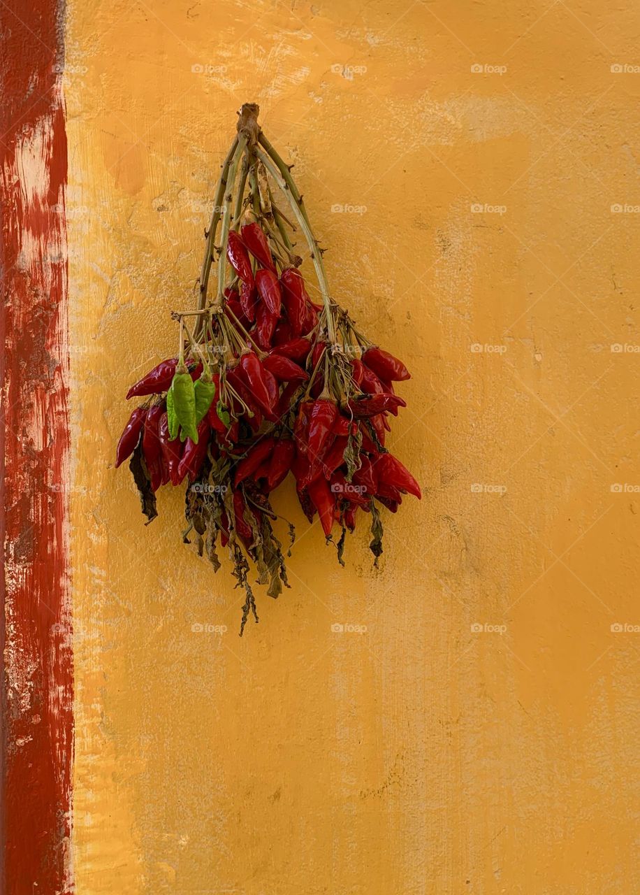 Bunch of red chillies hanging in the sun to dry on a yellow painted wall