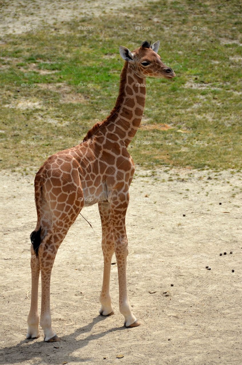 A giraffe calve at The zoo.