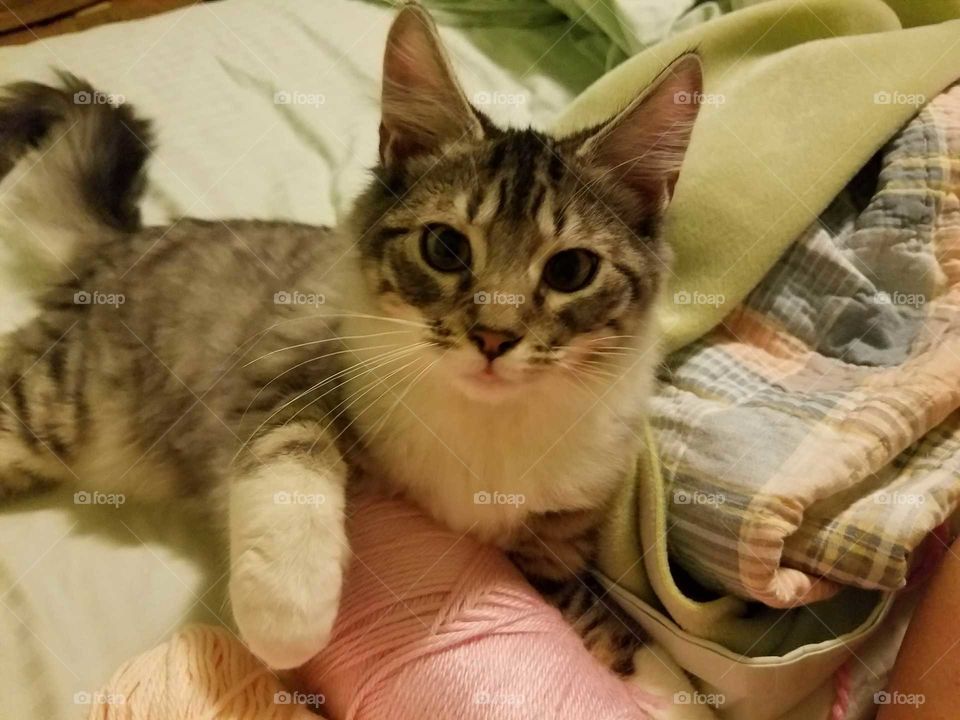 Kitty on Pink Yarn