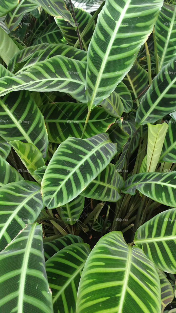 Green tropical leaves