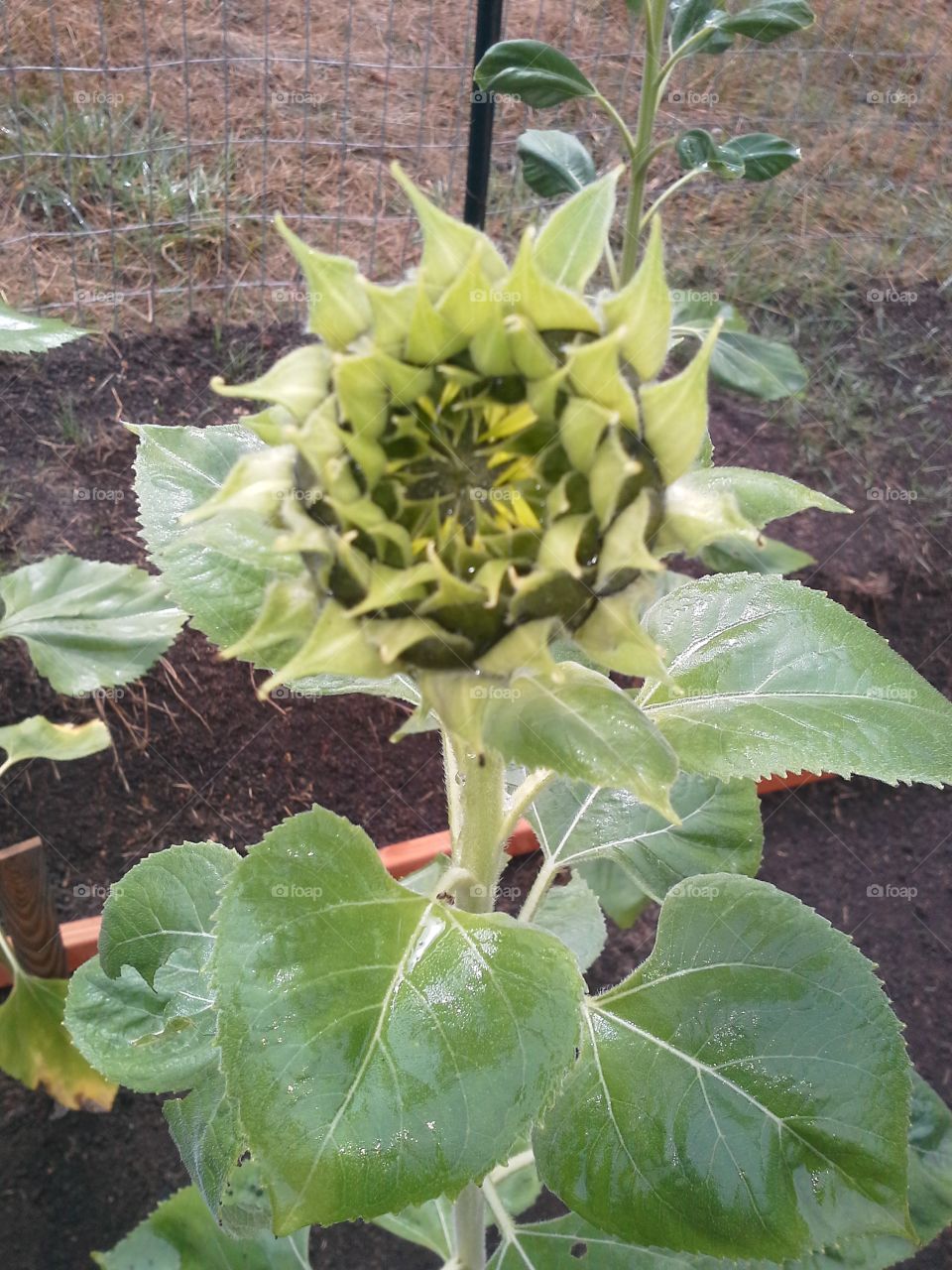 Blooming Sunflower. One of the 9 sunflowers about to bloom.