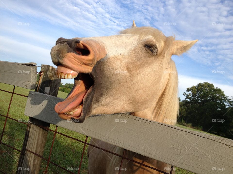 Horse smile 