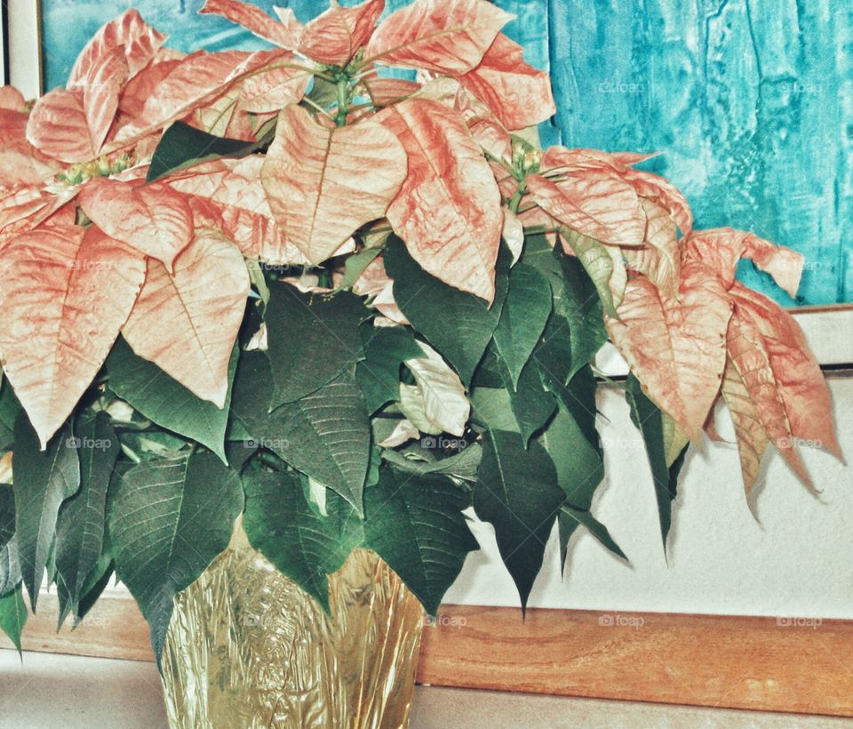 Holiday Flowers. Pale Poinsettias