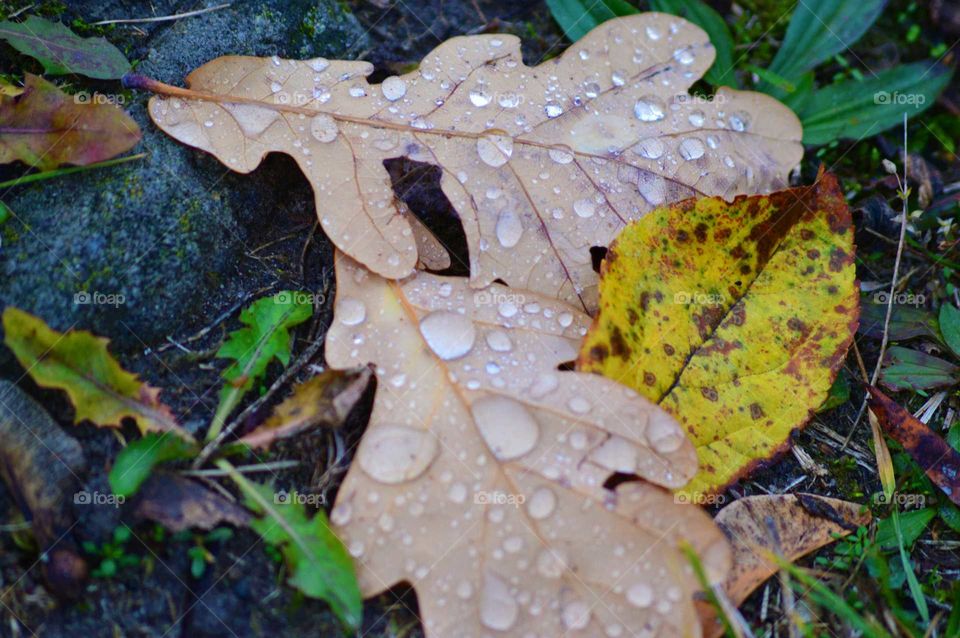 macro dew on the autumn leaves