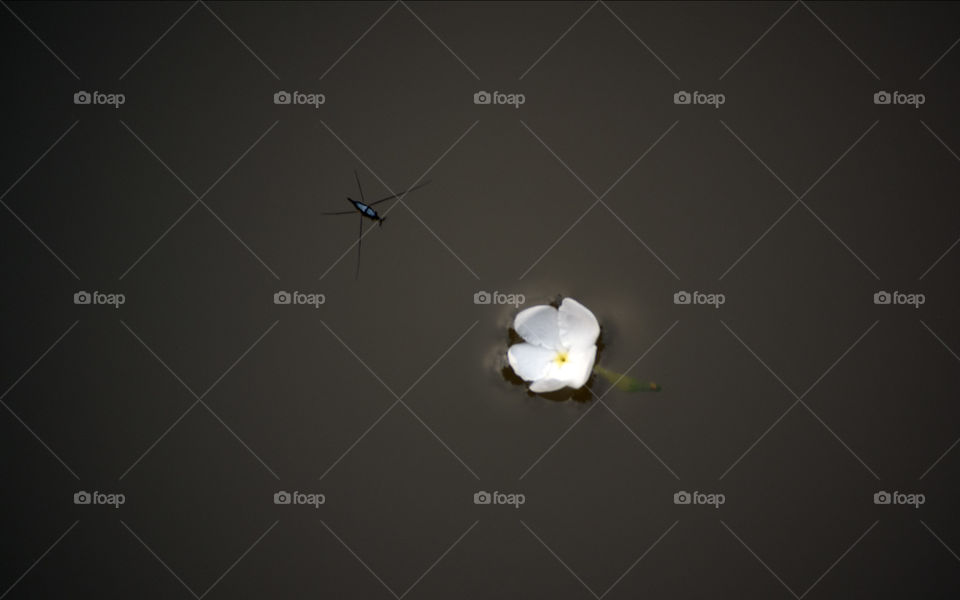 Insect and flower at water