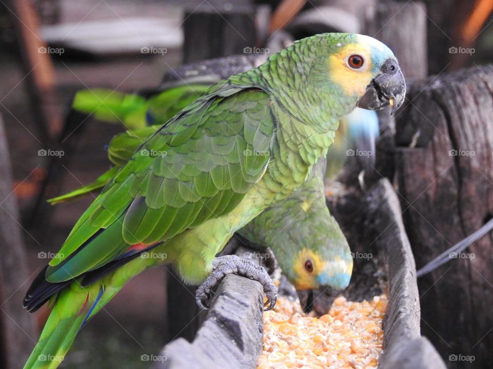 Belezas do Pantanal