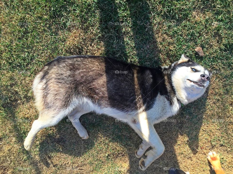 Siberian Husky