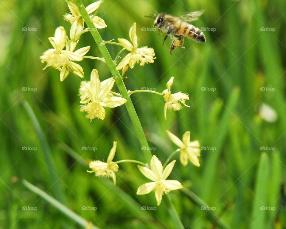 a lovely bee on the yellow flowers