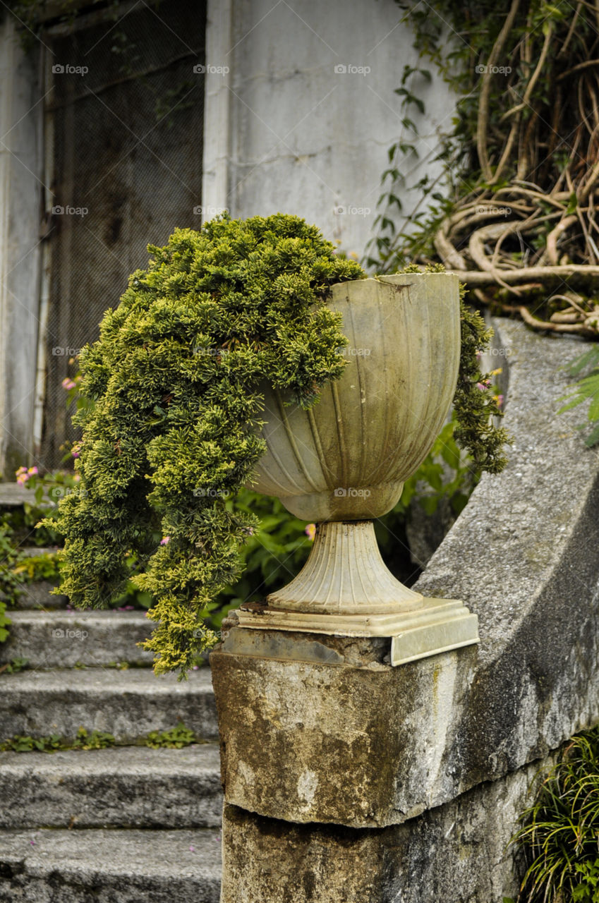 Old pot and exotic plant 