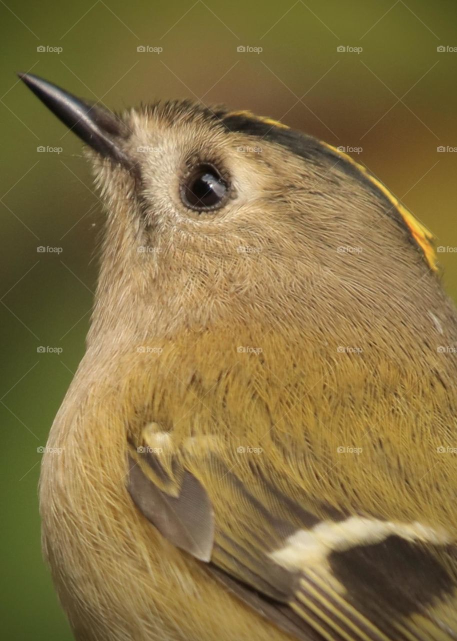 Goldcrest