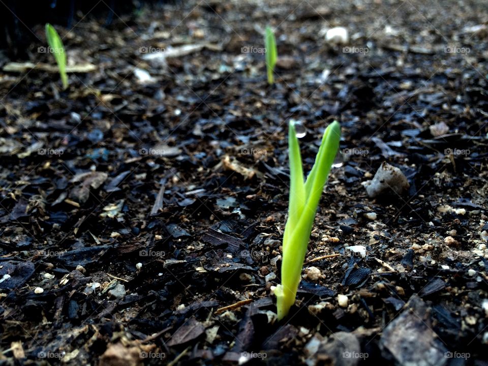 Corn sprouting 