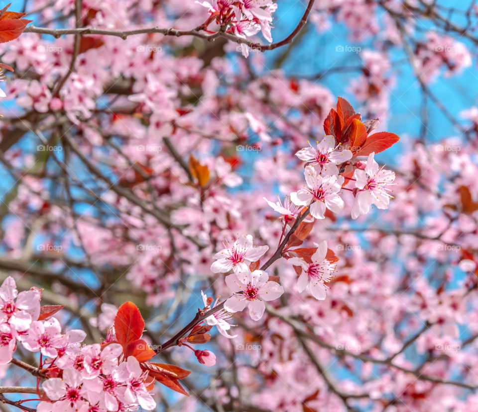 Cherry plum bloosom