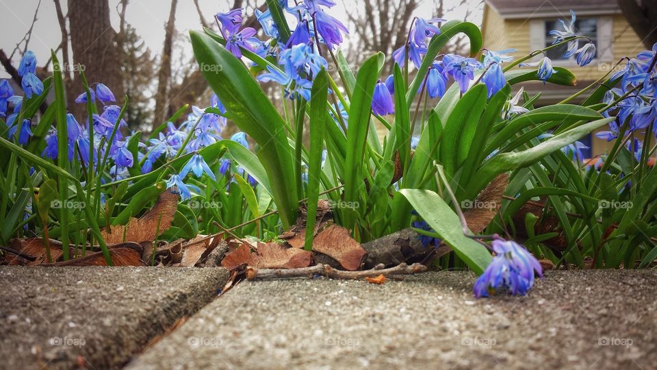 Curbside Blooms