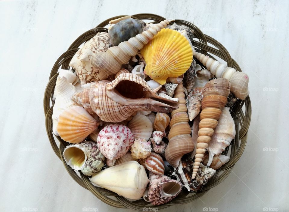 Collection of seashells on wicker