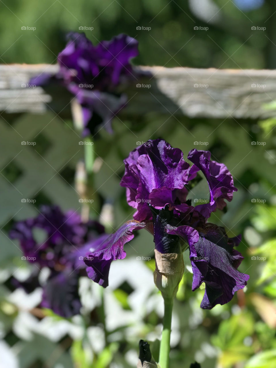 A shot of a trio of beautiful purple irises. The flower in front is in focus while the other two blooms are slightly blurred in the background. The greenery against the white lattice provides contrast & focuses all attention on the blooms.