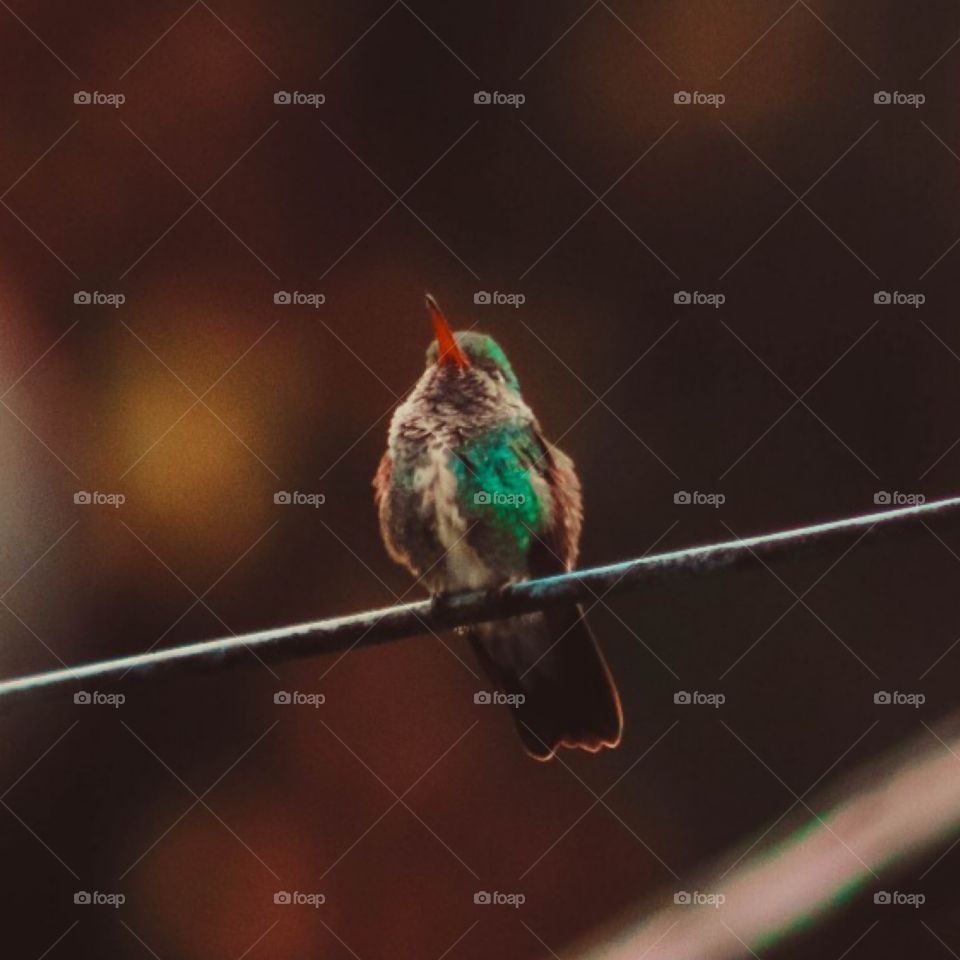 Beija-flor hummingbird