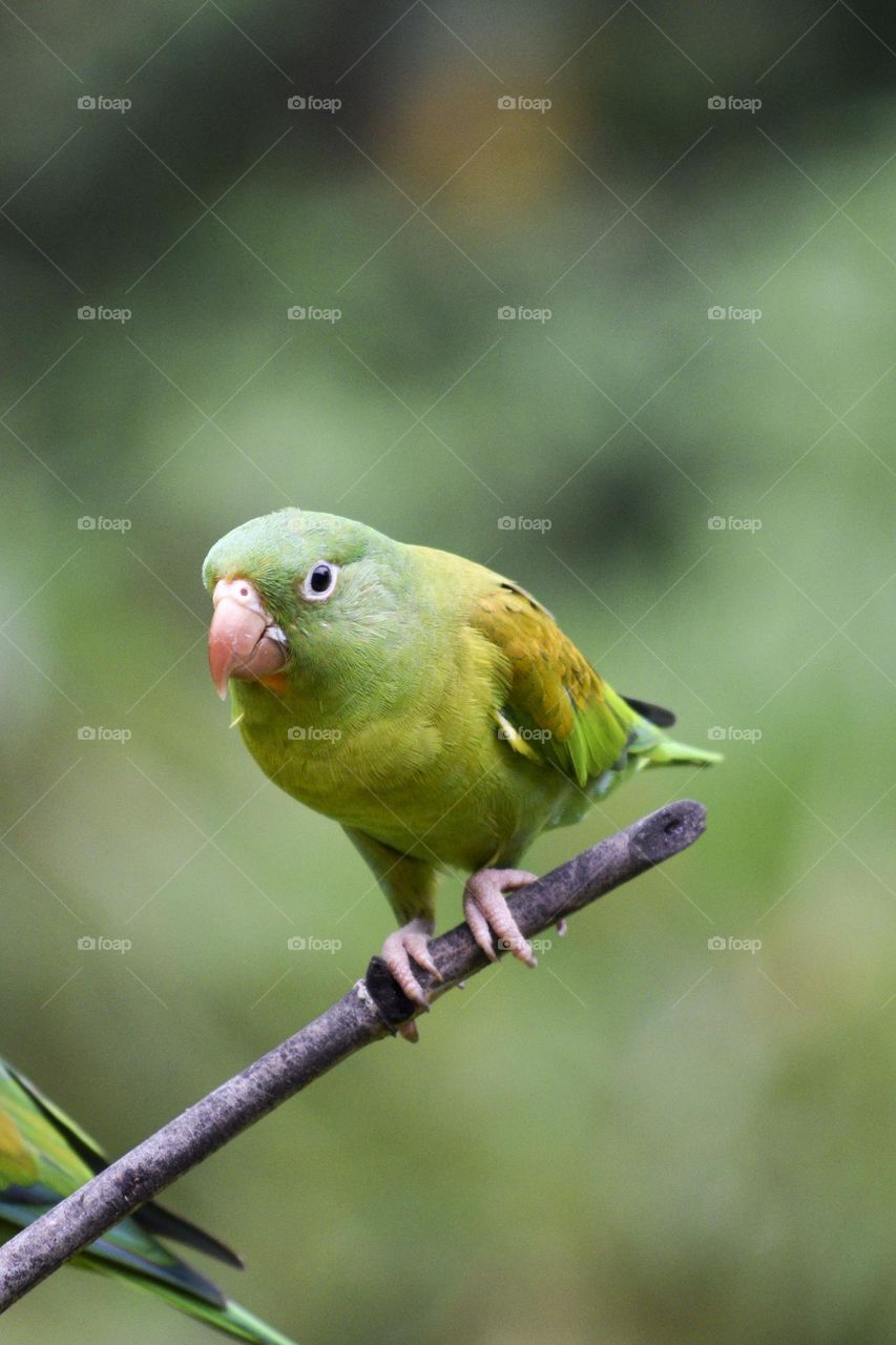 Green Tropical Bird