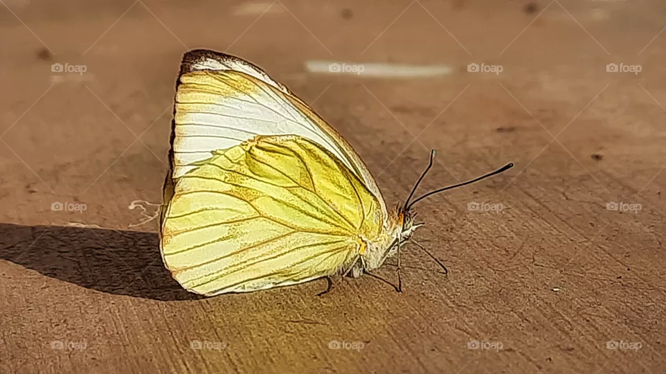 Butterfly, yellow,colorful,nature,insect,animals,beatiful,wings,to fly,antennas,flat