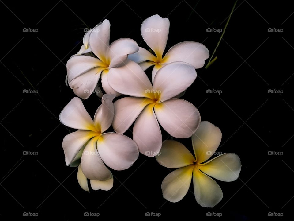 Frangipani flowers
