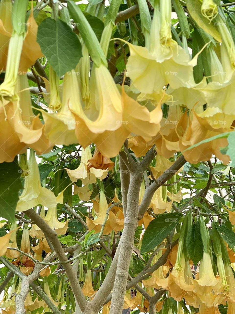 Brugmansia, angel’s trumpets, datura, ornamental plant, solanaceae family, toxic plants 