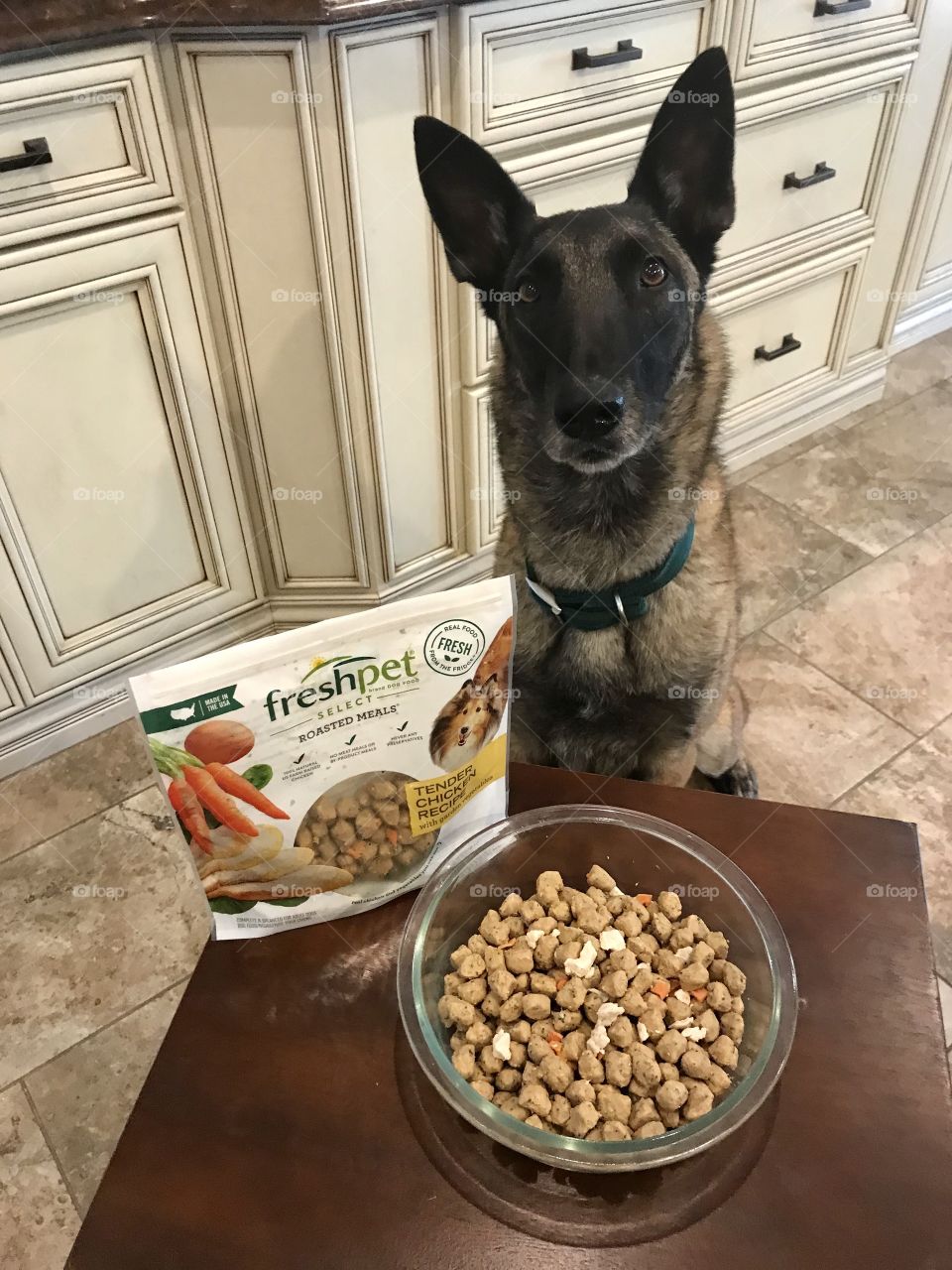 Freshpet Select roasted chicken and vegetables. Fresh, healthy, and all natural meals for dogs and cats. Anticipation for a delicious meal.