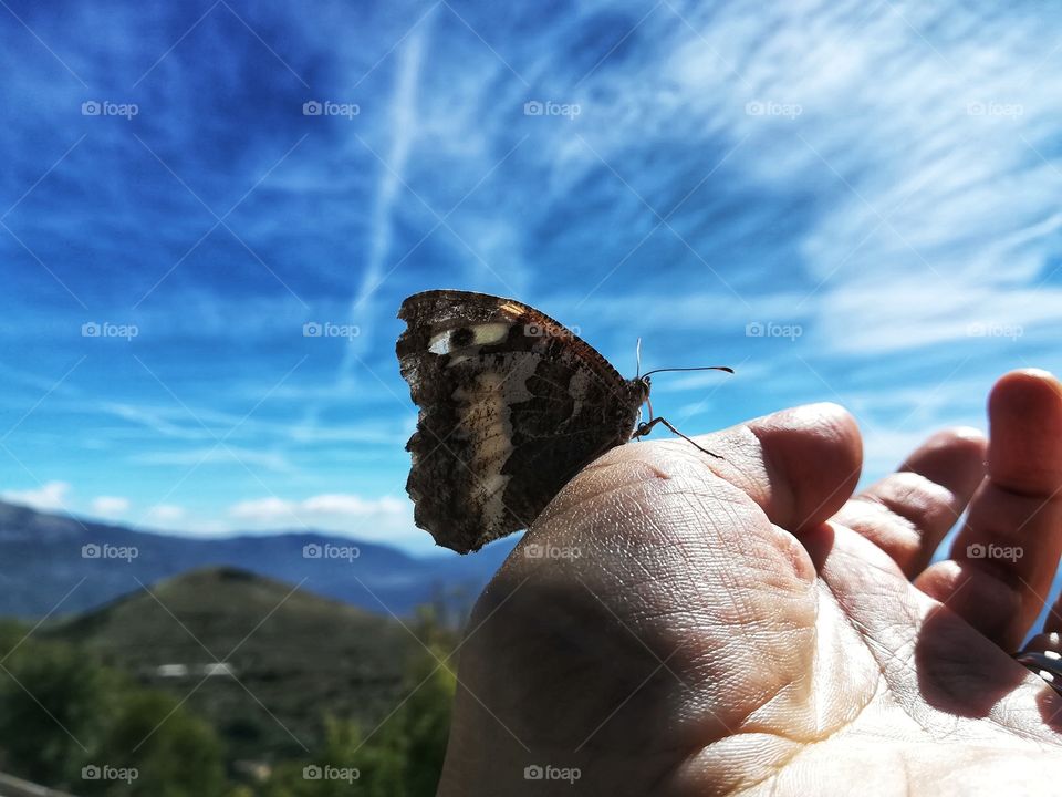 Butterfly on the palm of a hand