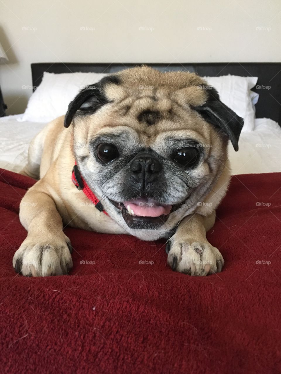 Happy Pug