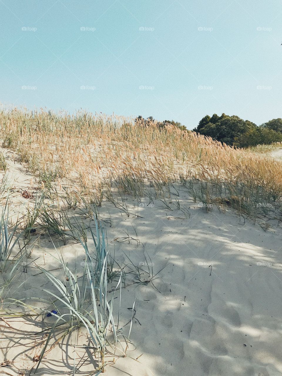 Summer beach view with sand dunes and grass 