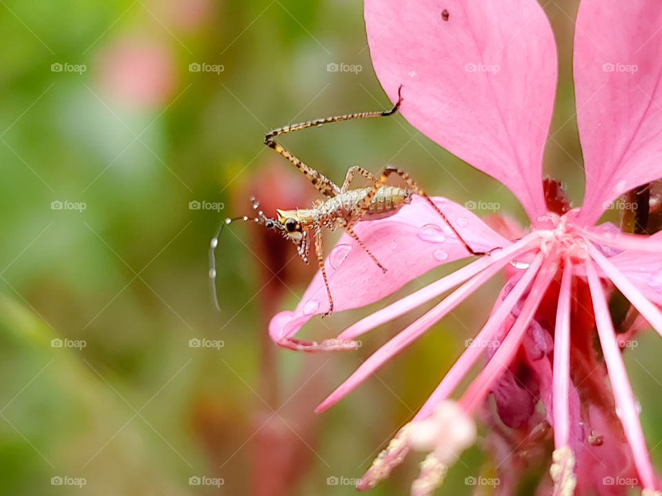 Kaytadid nymph on a pink Gaura flower after a spring shower