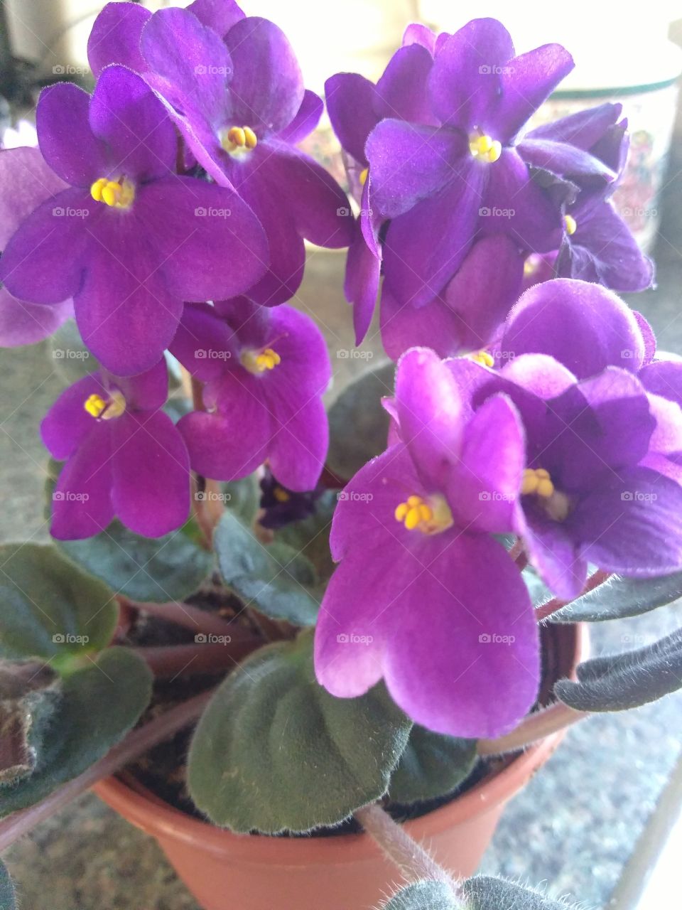 african violet
