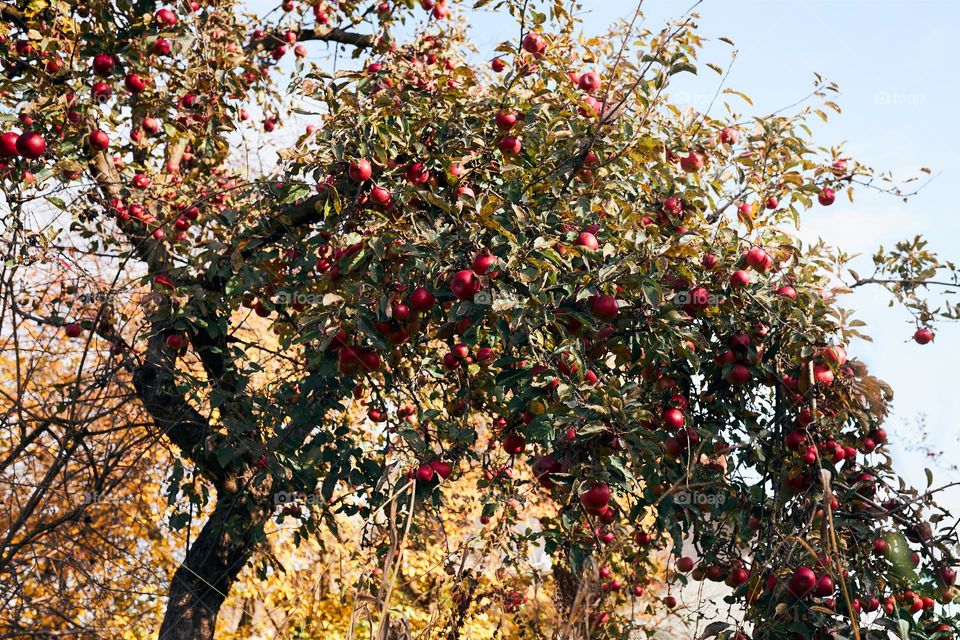 Apple tree with many ripe red juicy apples in orchard. Harvest time in countryside. Apple fresh healthy fruits ready to pick on fall season