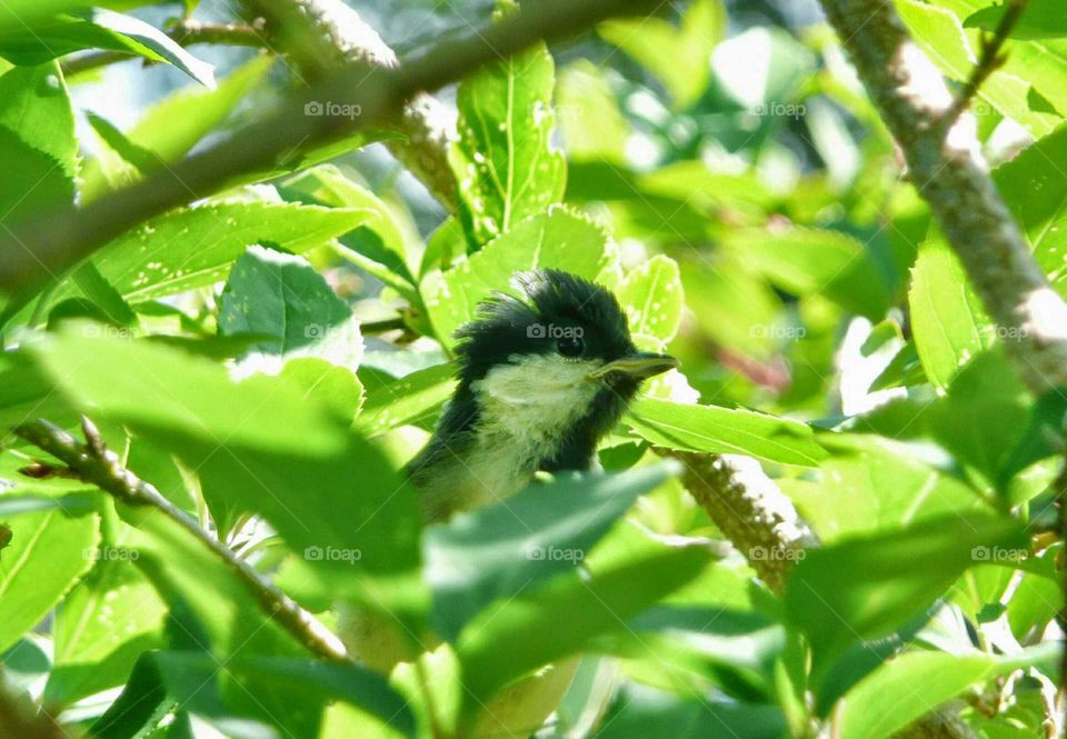 great tit chick