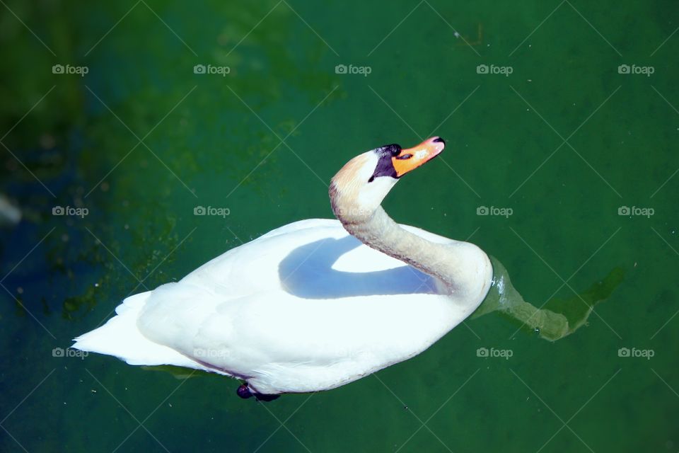 Swan in a lake