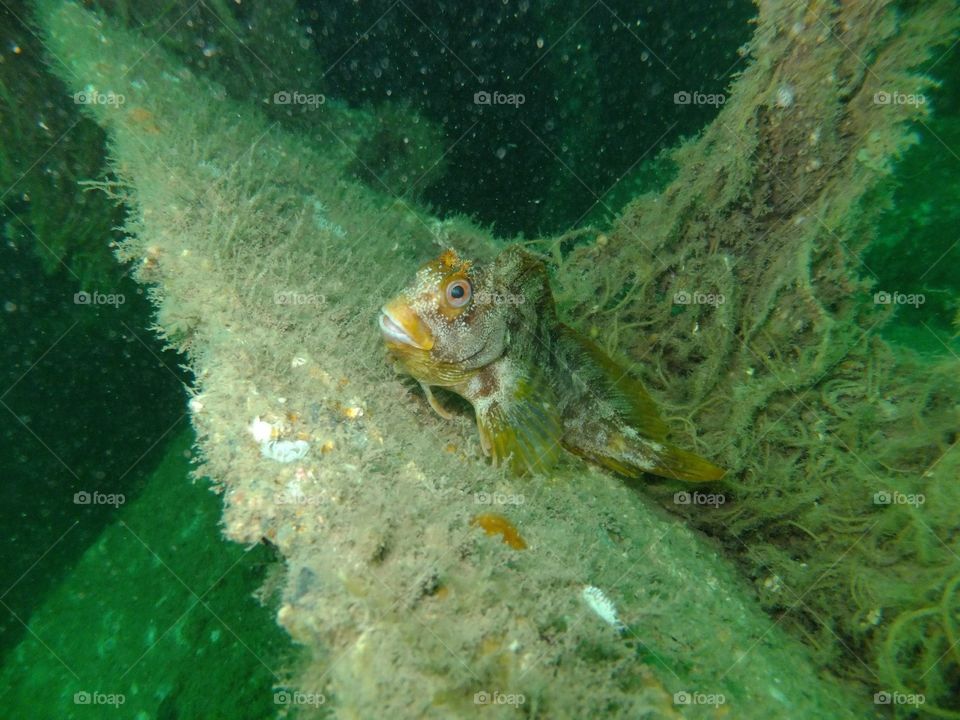 Tompot Blenny