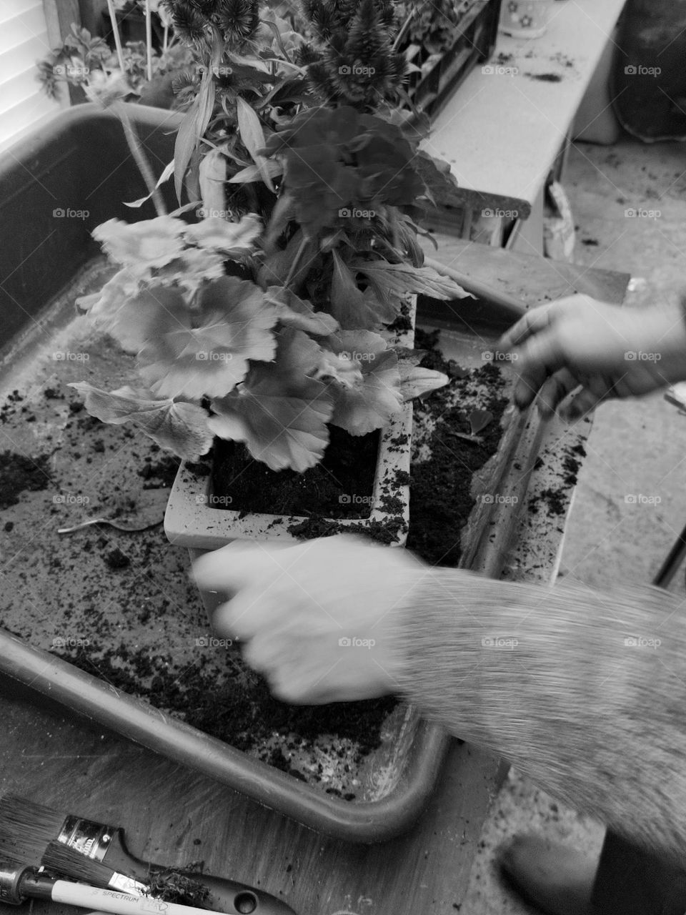 Transplanting flowers