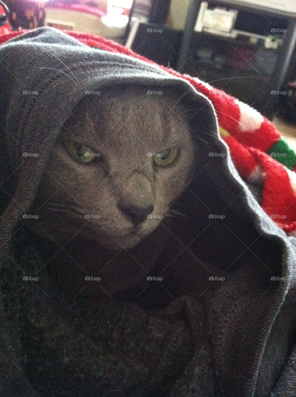 cat in pesto sweatshirt by kimikaboo