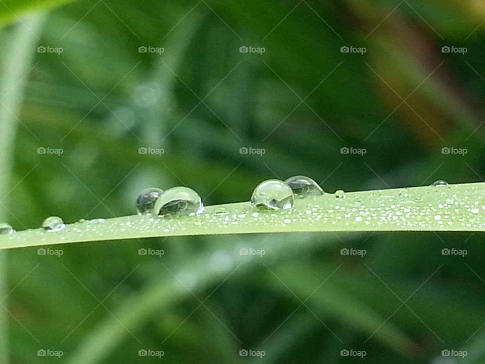 Dewdrops on a Leaf in the Morning Light
