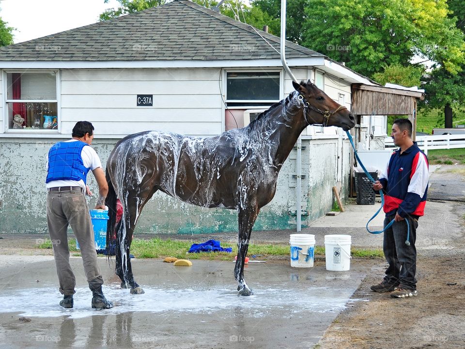 Bathing Racehorses . Belmont Park, early morning workouts are completed, it's time for the grooms to bath and wash these equine athletes.