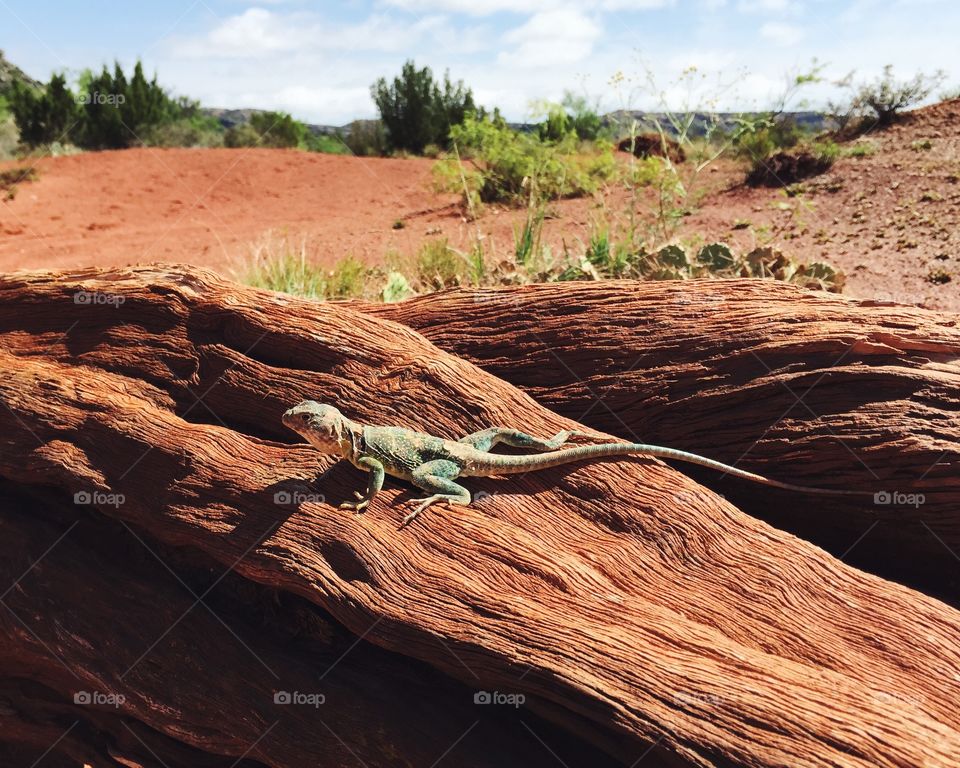 Desert lizard. A lizard in the desert of West Texas