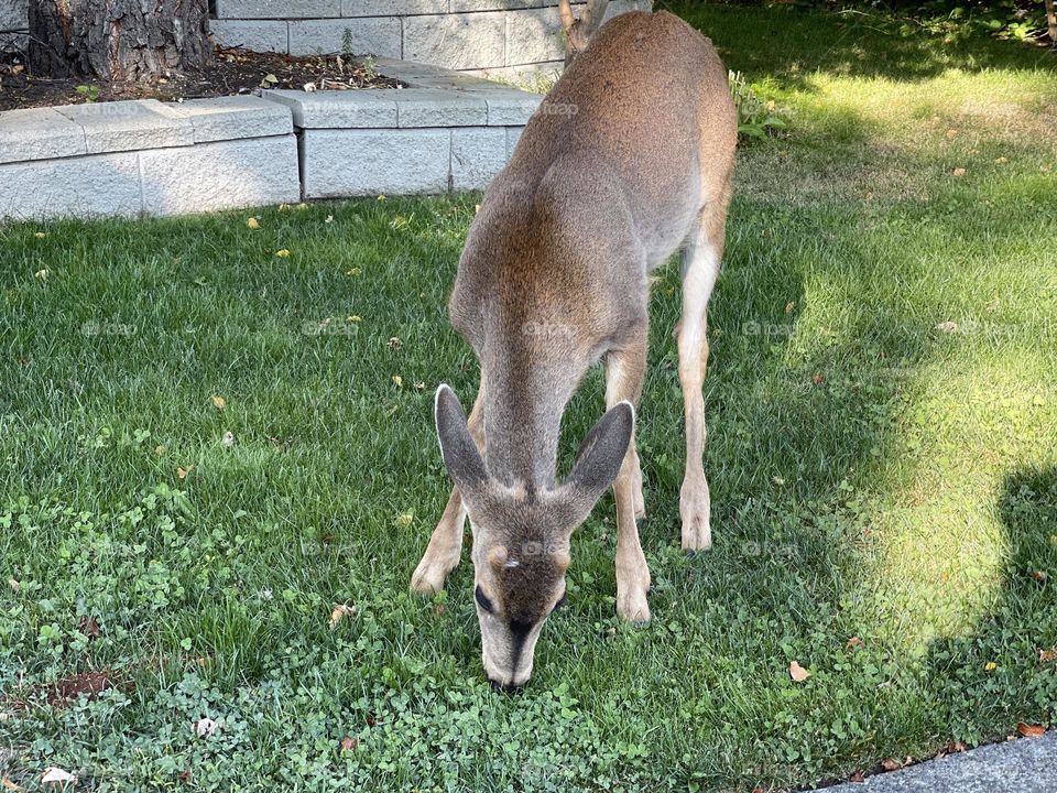 Fawn feeding on green grass 